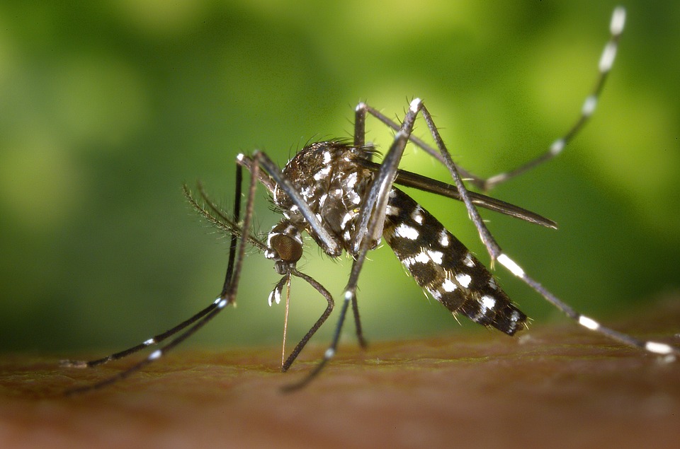 SOS zanzare: 4 rimedi che funzionano davvero e le tengono alla larga