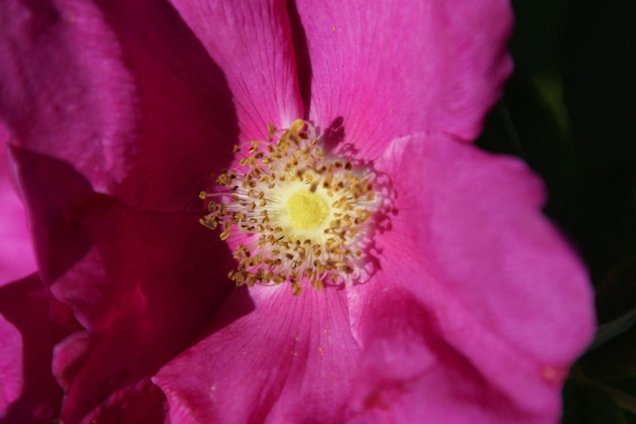 Olio di rosa Mosqueta: proprietà e benefici