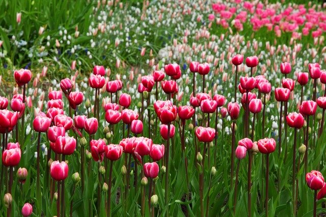 Consigli per un giardino sempre perfetto ed elegante