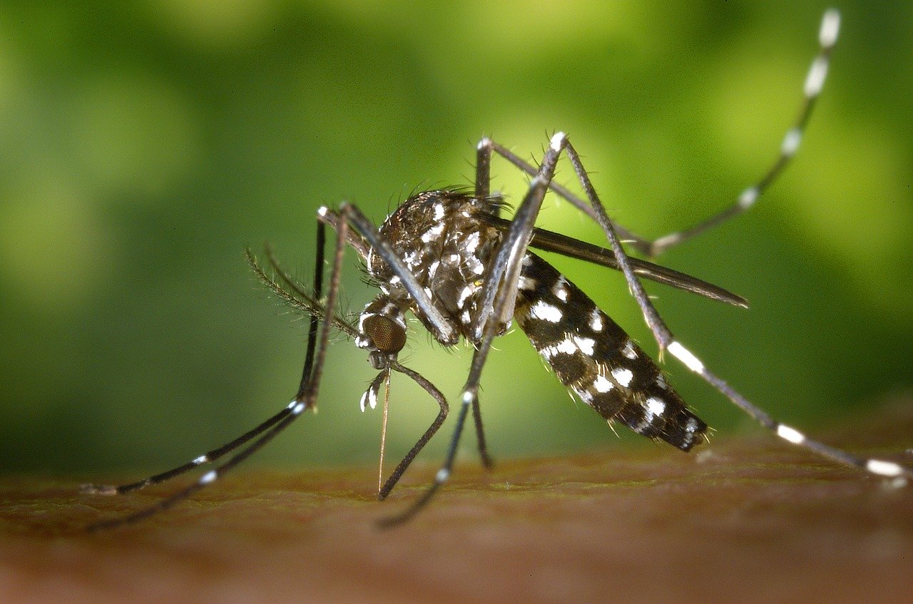 Cinque consigli per allontanare le zanzare in estate
