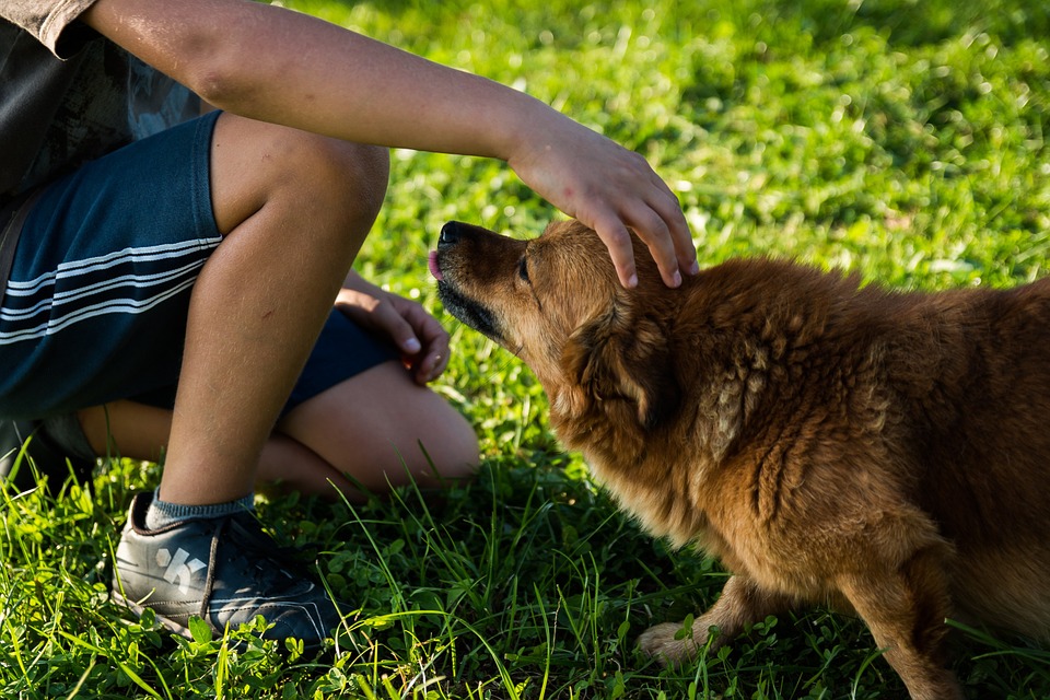 Medicina e animali: i possibili lavori